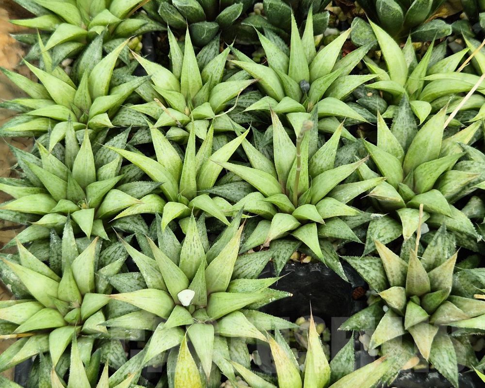 SET257 Haworthia 'Metarica' 10 plants - Image 2