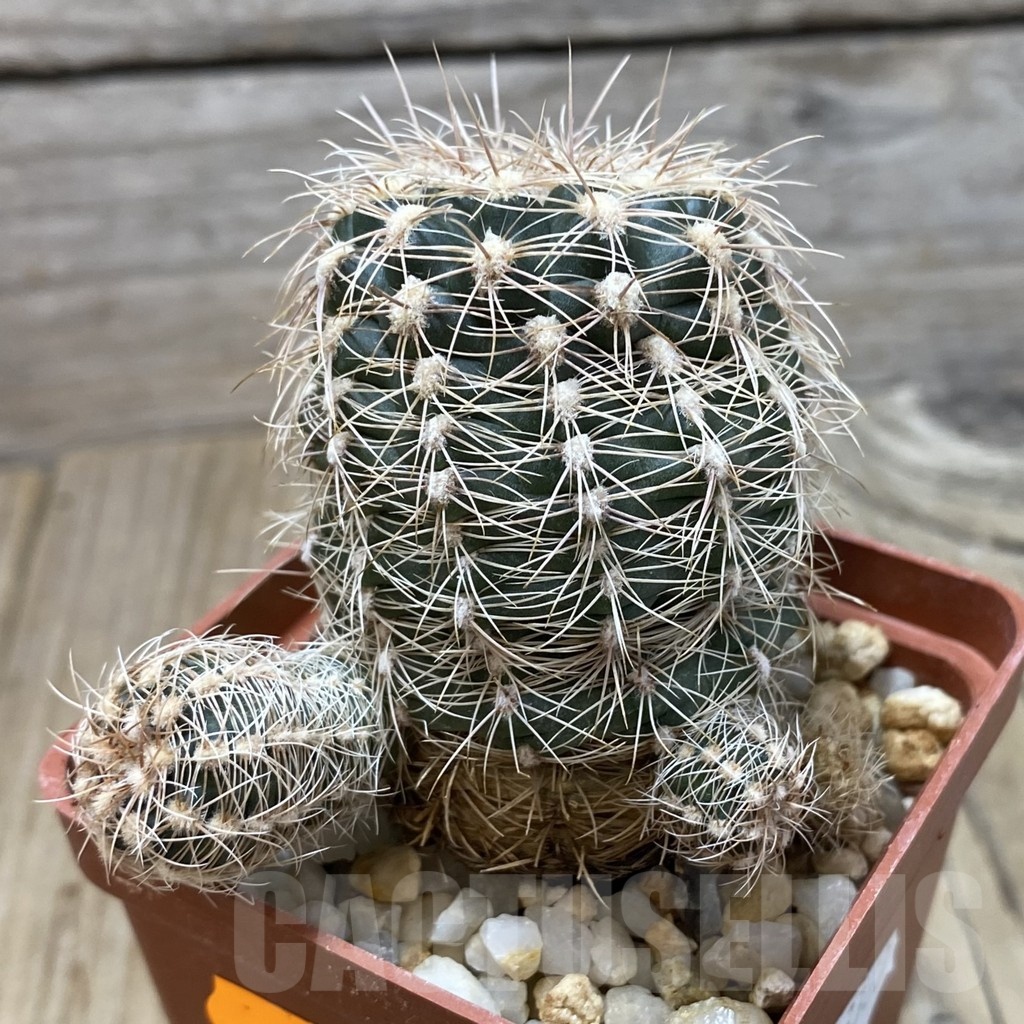 SH017 Gymnocalycium bruchii - Image 2