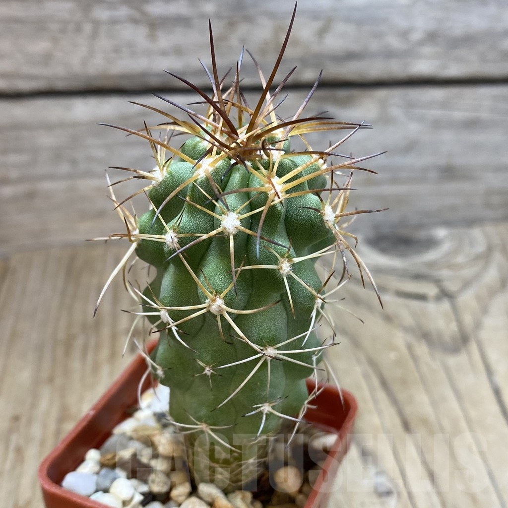 SH051 Copiapoa coquimbana - Image 2