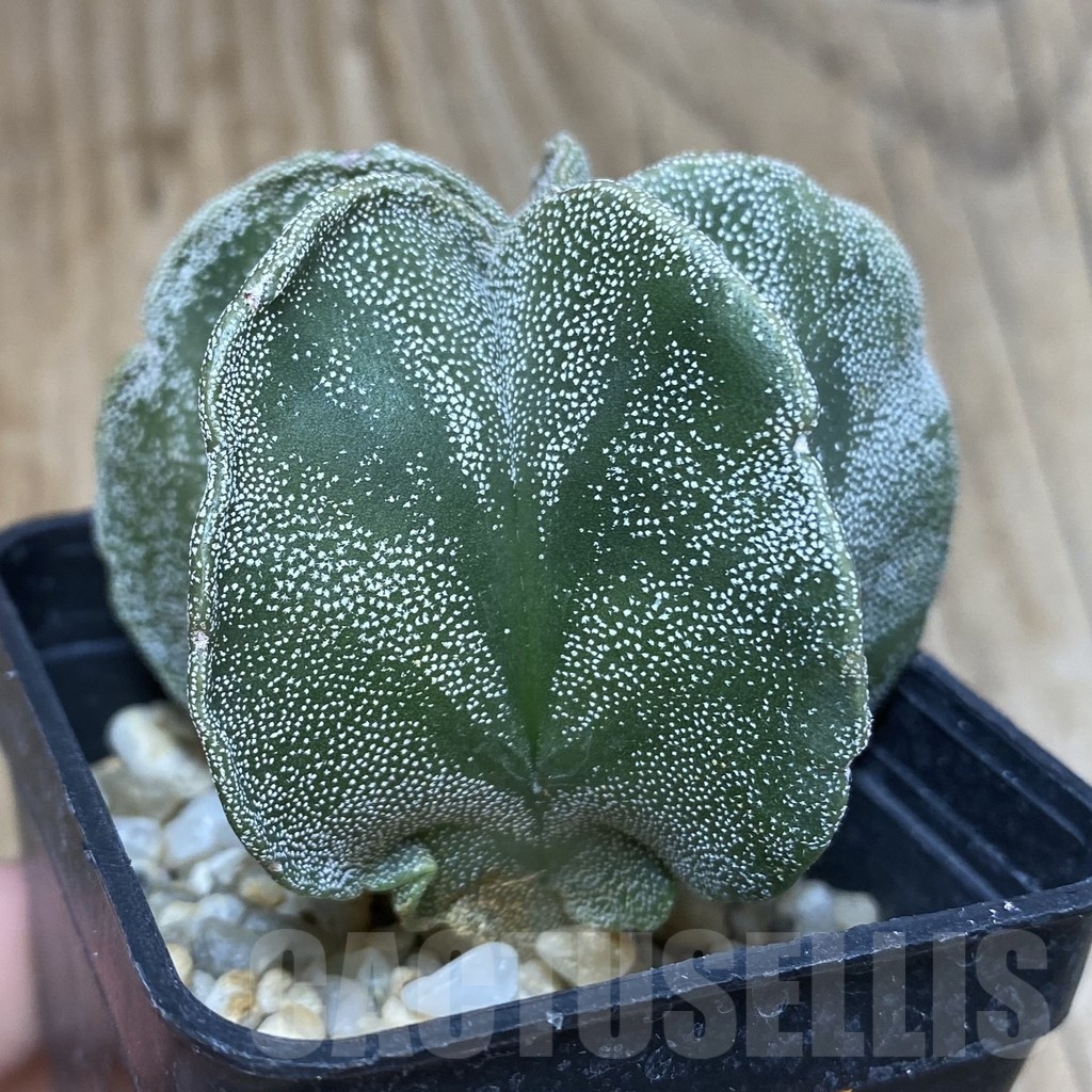 SH056 Astrophytum myriostigma - Image 2