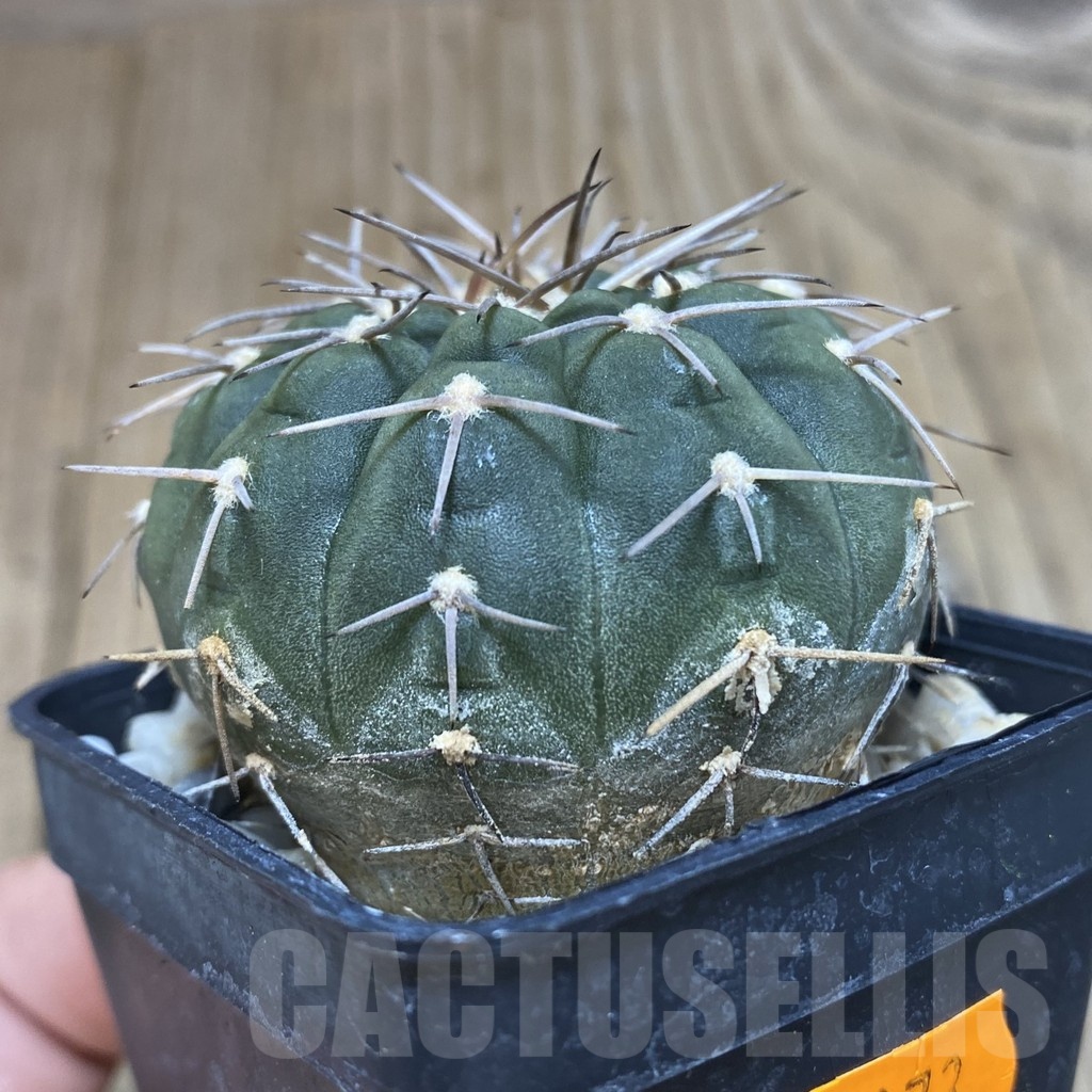 SH073 Gymnocalycium triacanthum - Image 2