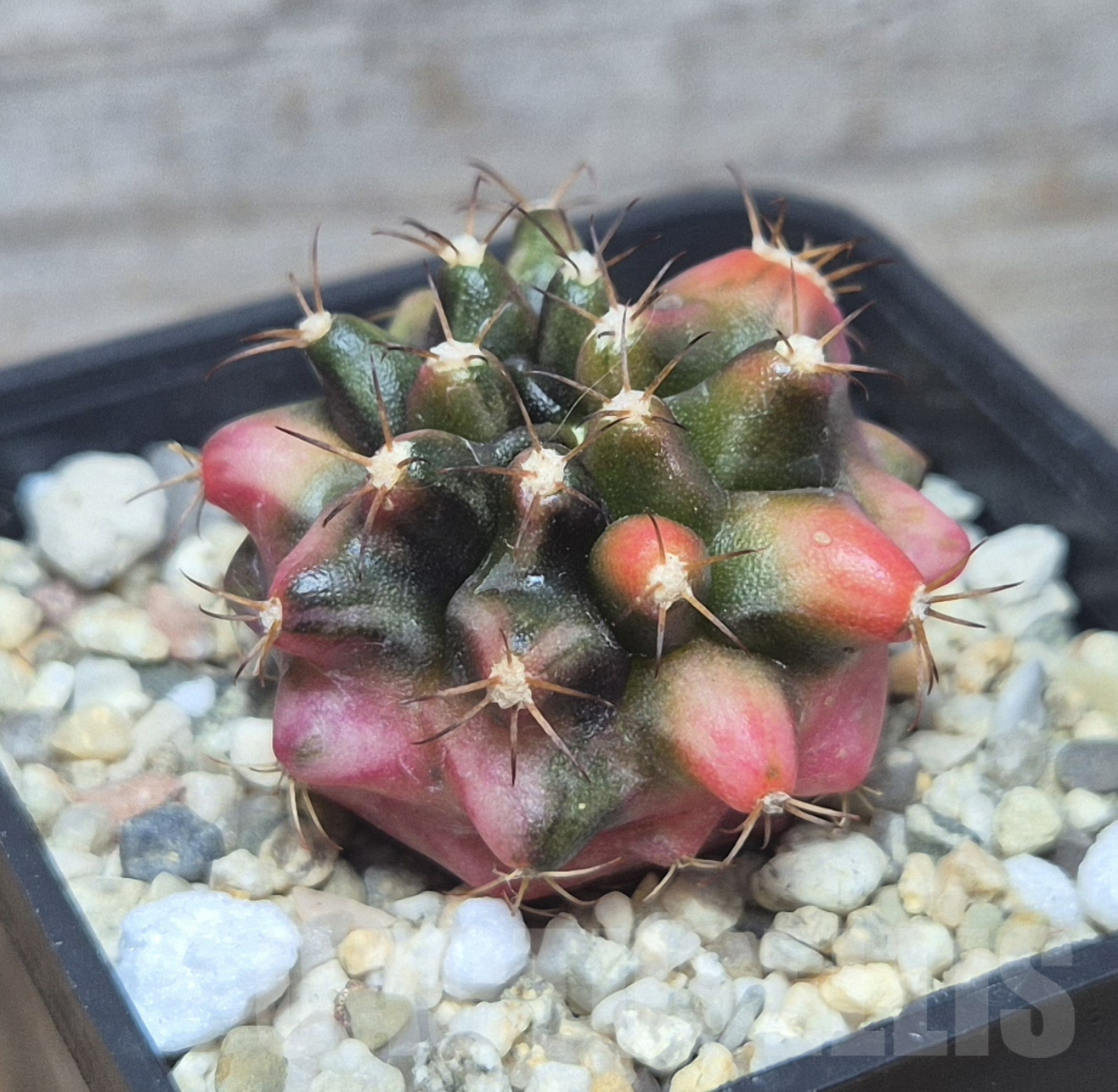 SH103 Gymnocalycium mihanovichii ‘Transformer’ f. variegata hybrid, seedling
