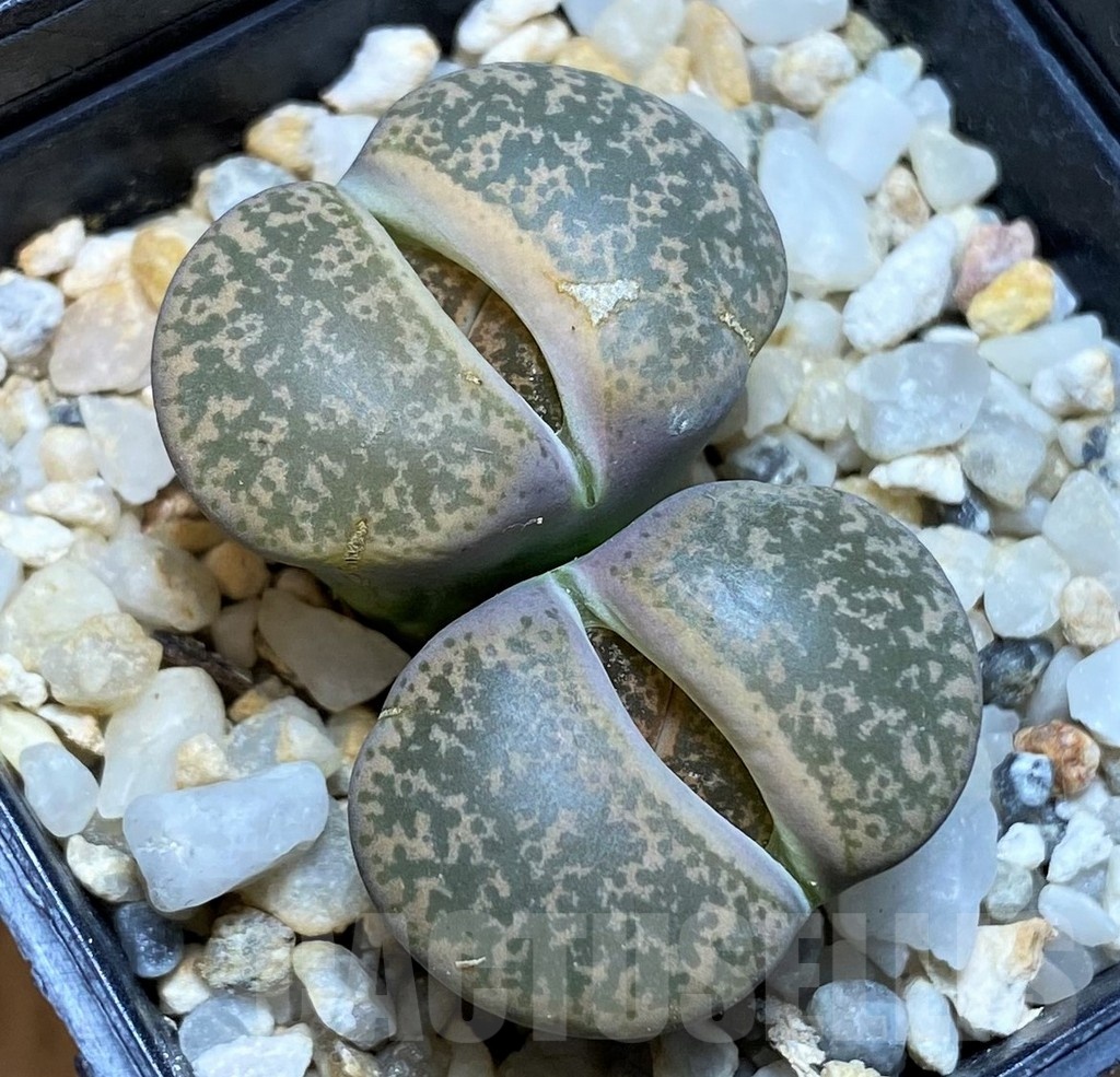 SH1033 Lithops lesliei -Stilfontein-