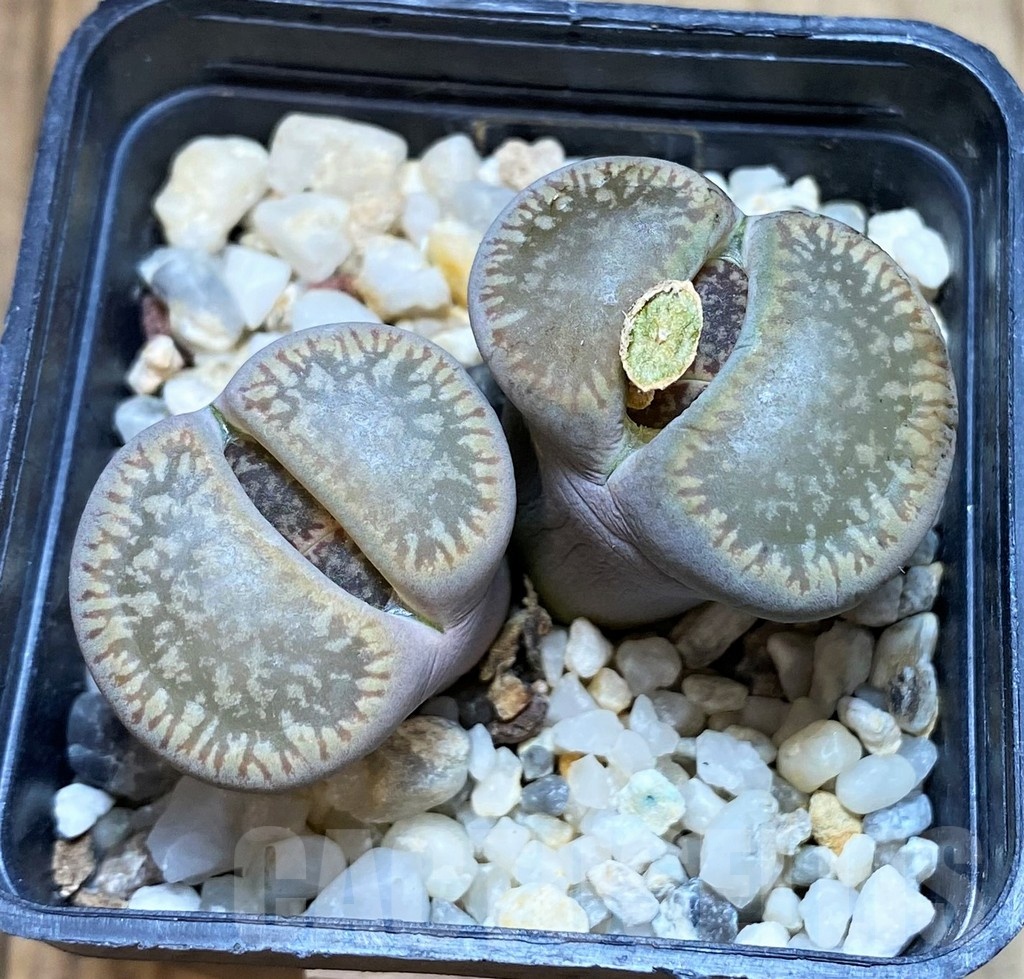 SH1035 Lithops aucampiae ssp. euniceae v. fluminalis