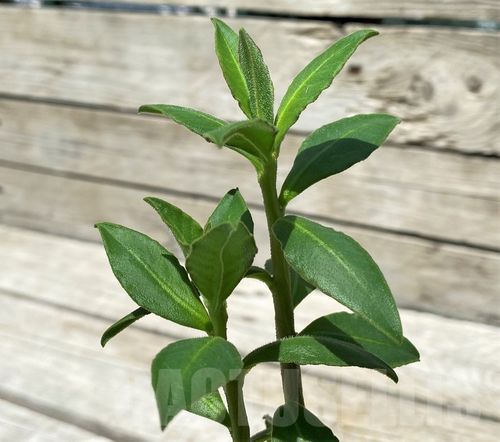 SH10393 Monadenium sp. nova aff. goetzei -Malawi-