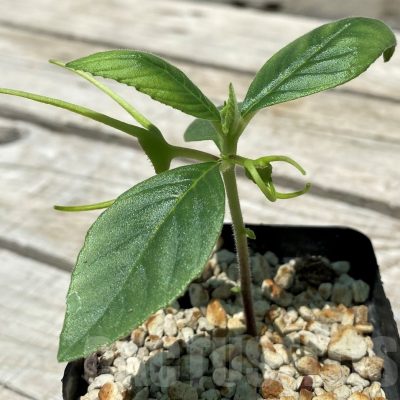 SH10396 Dorstenia psilurus ES22577 -Kipili, Tanzania-