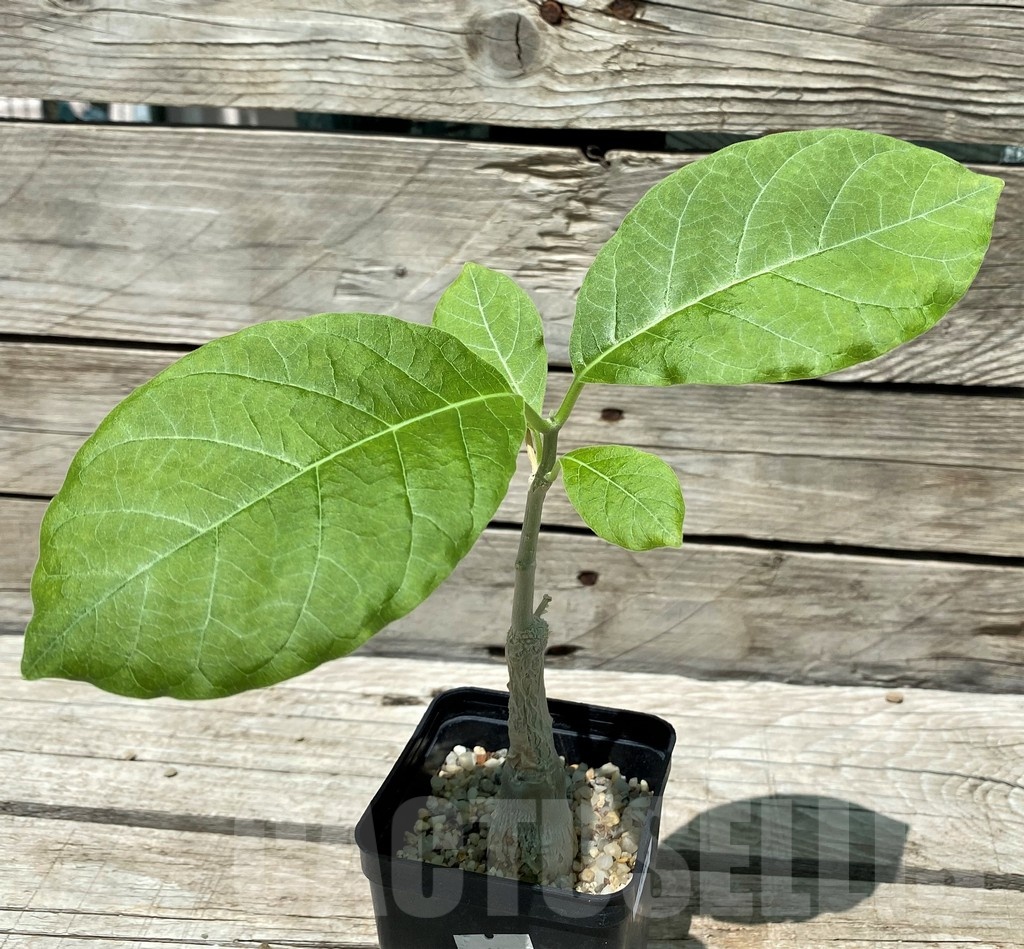 SH10445 Fockea multiflora ES2024B -Tanzania-