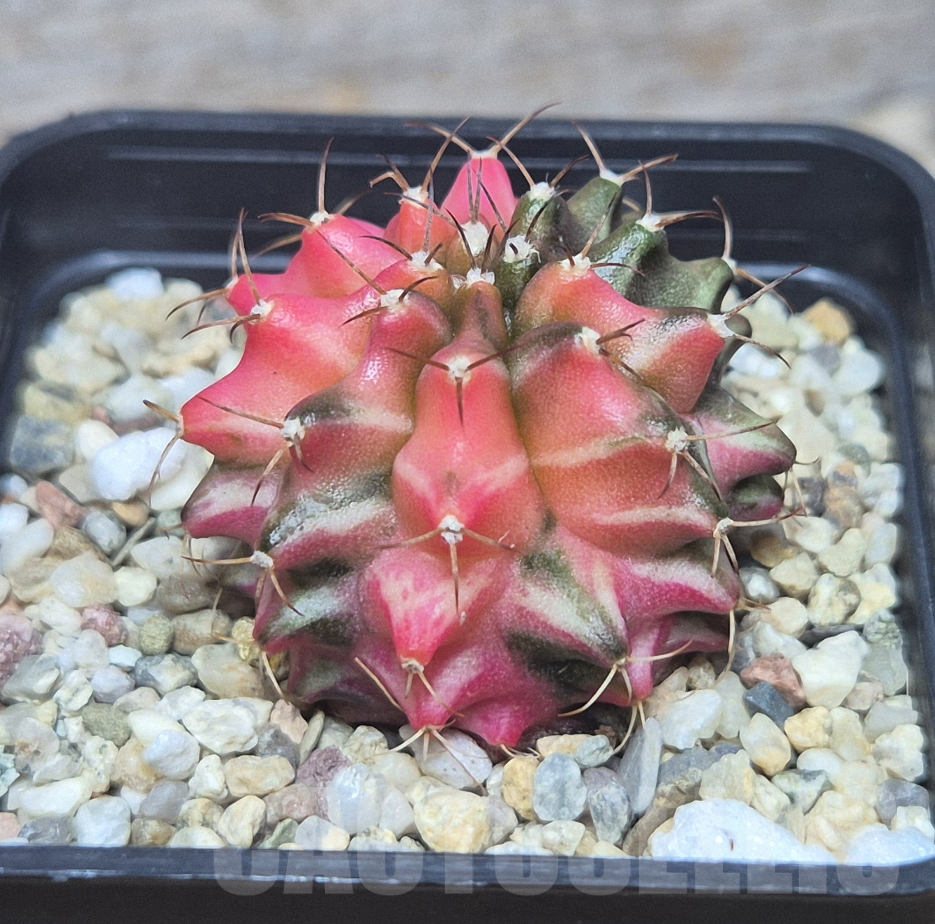 SH105 Gymnocalycium mihanovichii ‘Transformer’ f. variegata hybrid, seedling