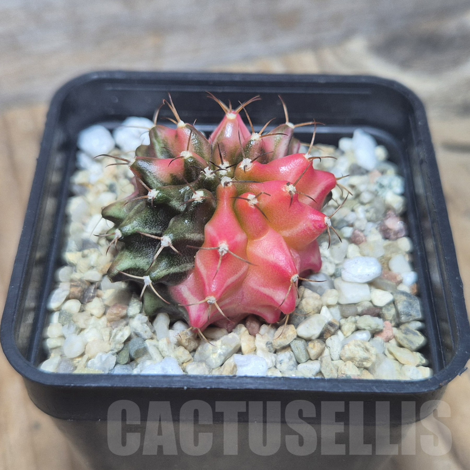 SH105 Gymnocalycium mihanovichii ‘Transformer’ f. variegata hybrid, seedling - Image 2