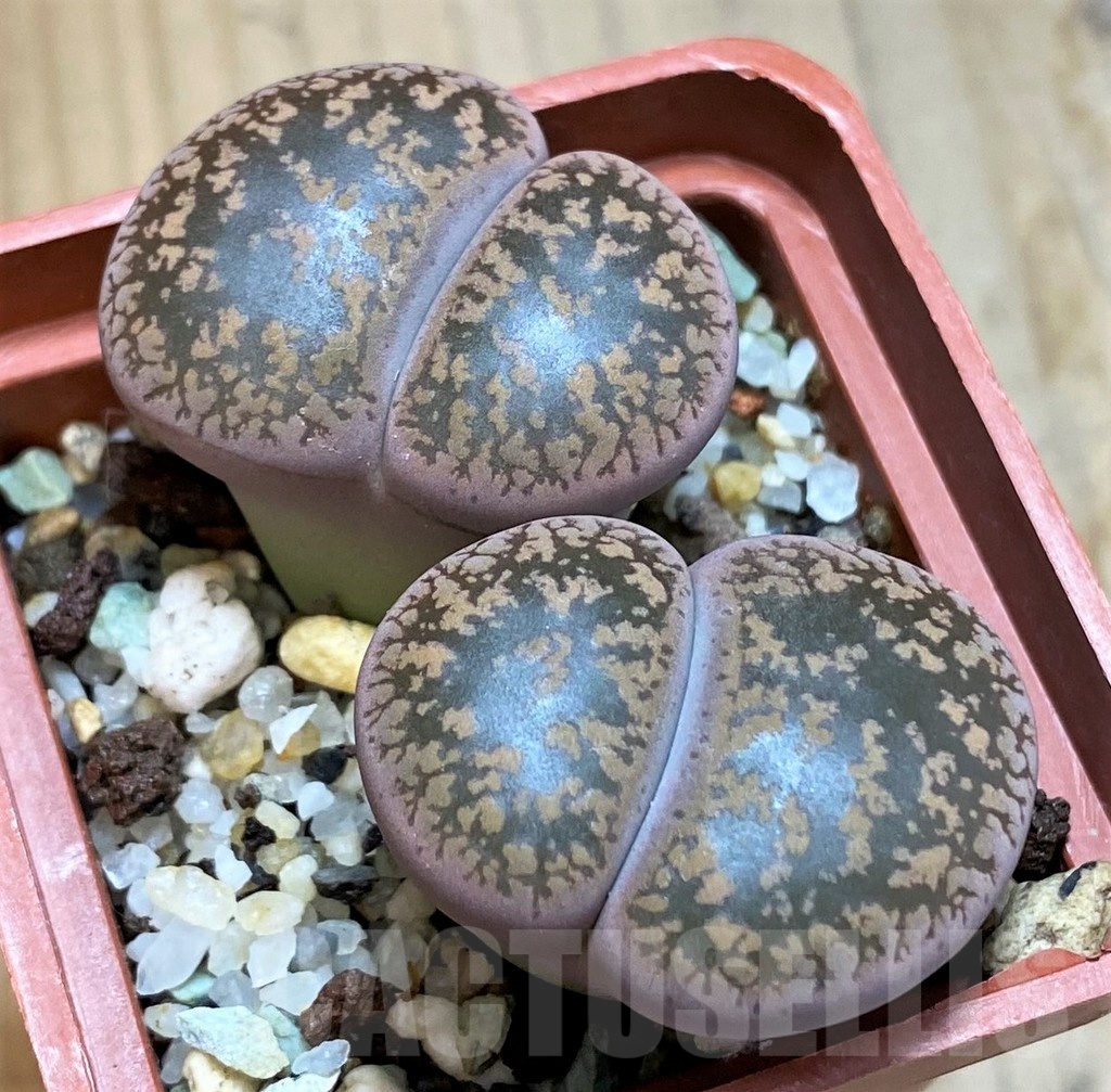 SH10680 Lithops aucampiae ‘Kuruman form’ C73