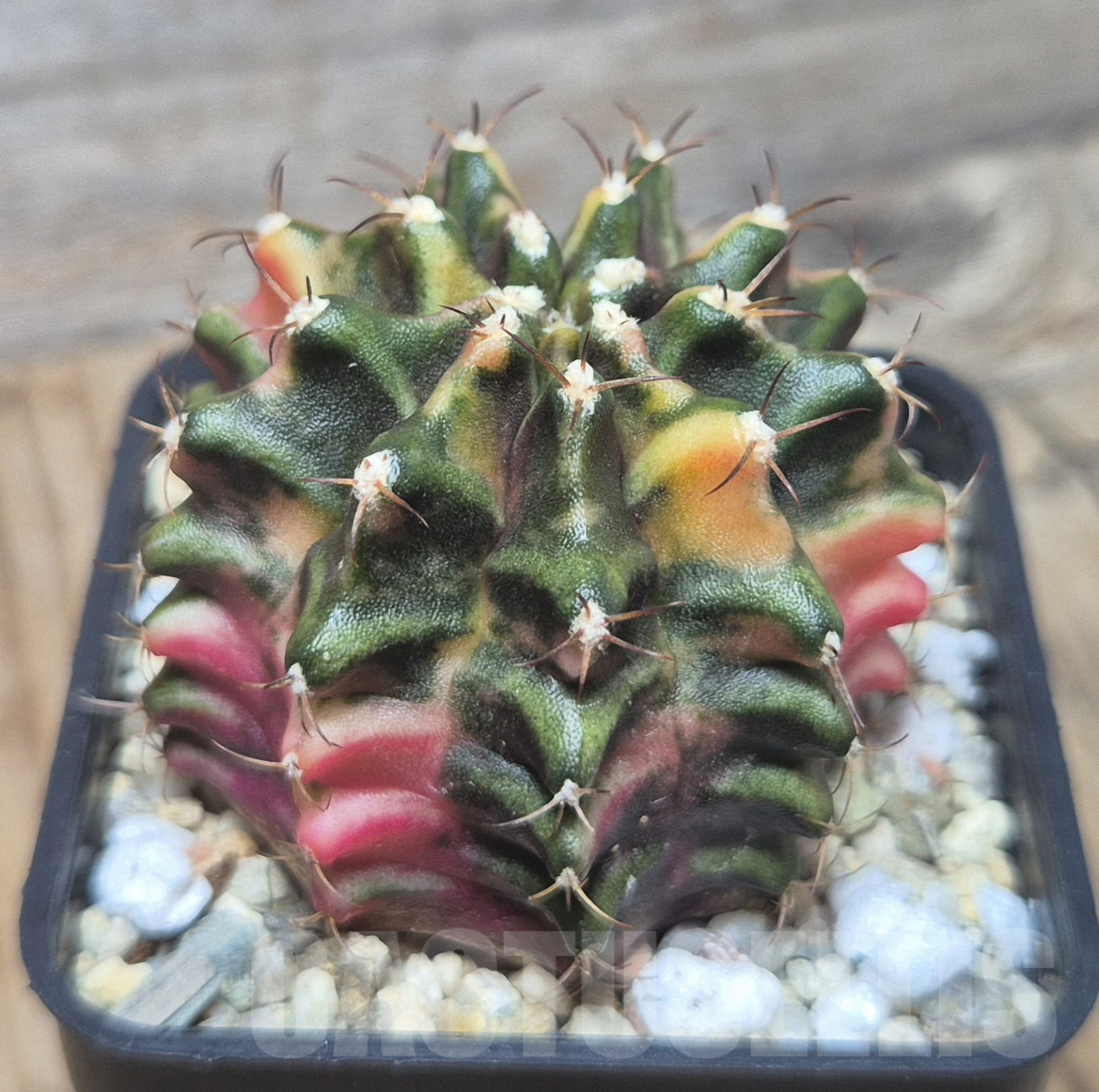 SH106 Gymnocalycium mihanovichii ‘Transformer’ f. variegata hybrid, seedling - Image 2