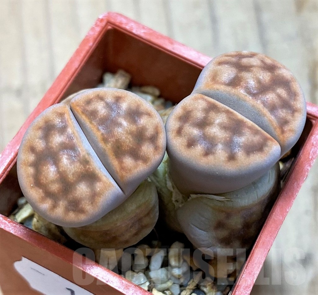 SH10711 Lithops karasmontana v. summitatum