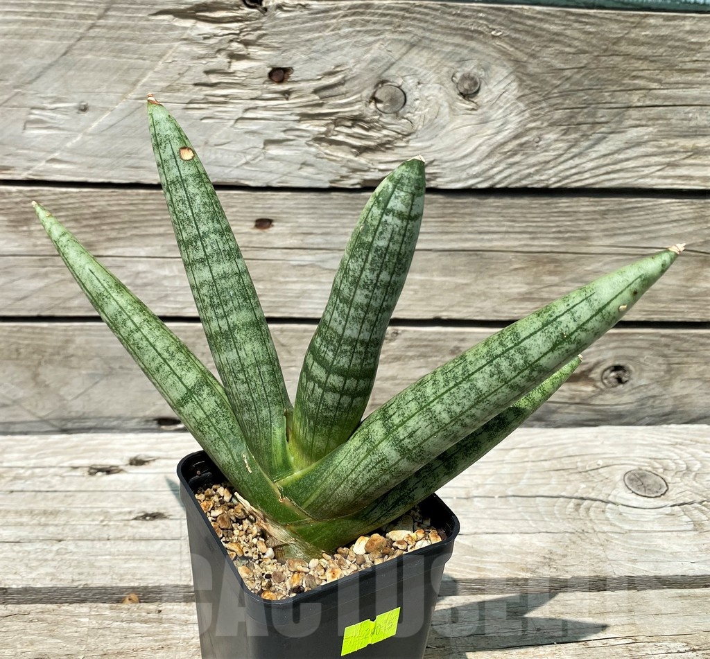 SH10811 Sansevieria ‘Boncel’