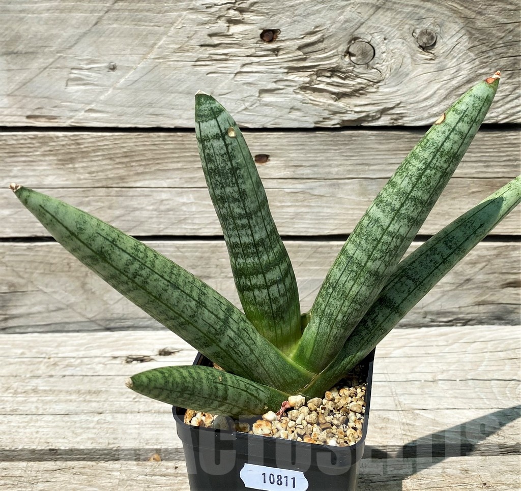 SH10811 Sansevieria ‘Boncel’ - Image 2
