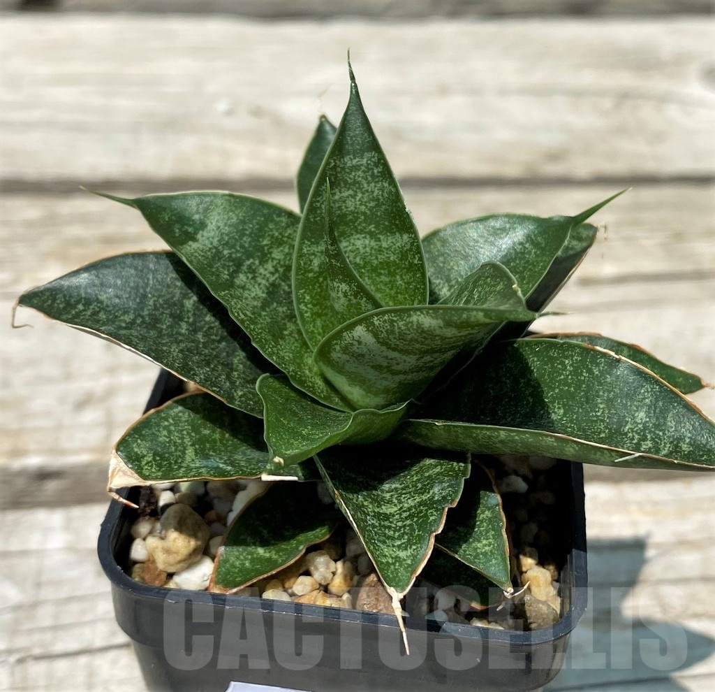 SH10832 Sansevieria 'Black Castle'