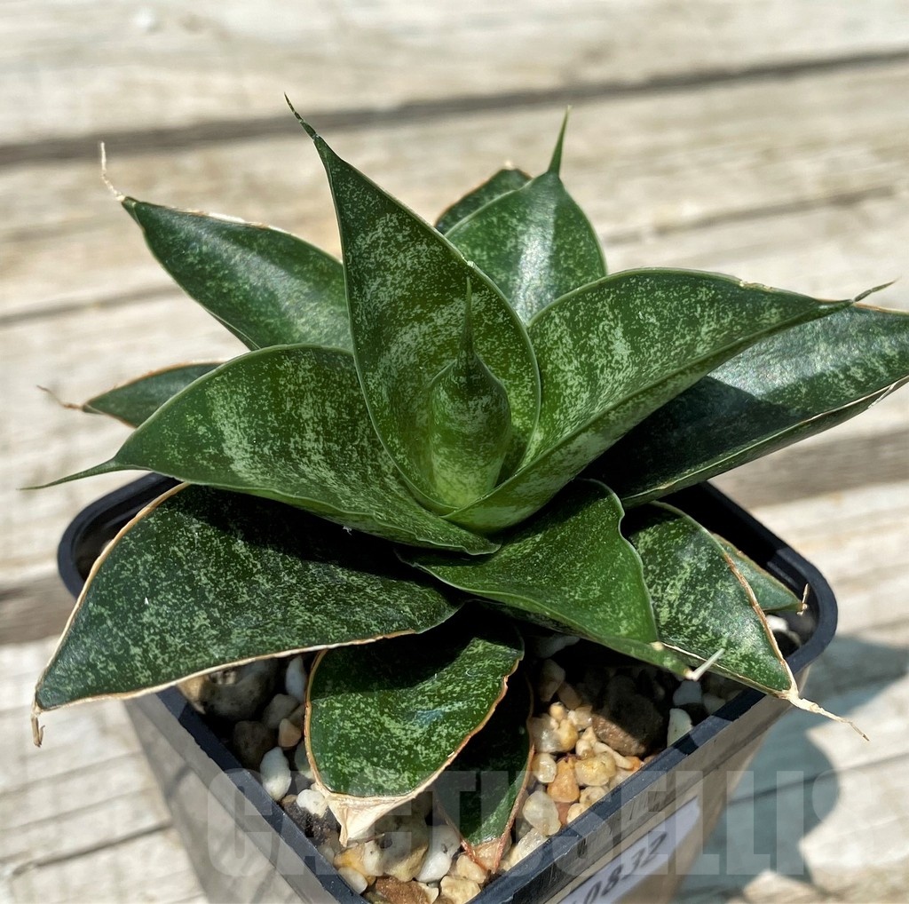 SH10832 Sansevieria 'Black Castle' - Image 2