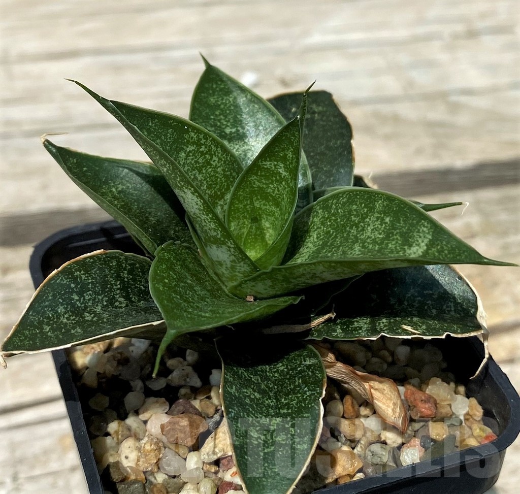 SH10833 Sansevieria 'Black Castle'