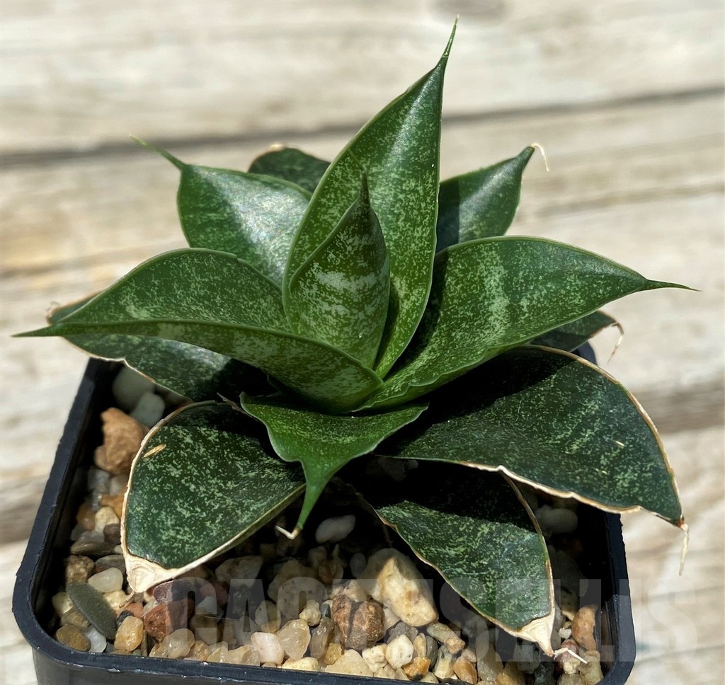 SH10833 Sansevieria 'Black Castle' - Image 2