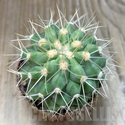 SH1113 Copiapoa haseltoniana GCG 15038, grafted