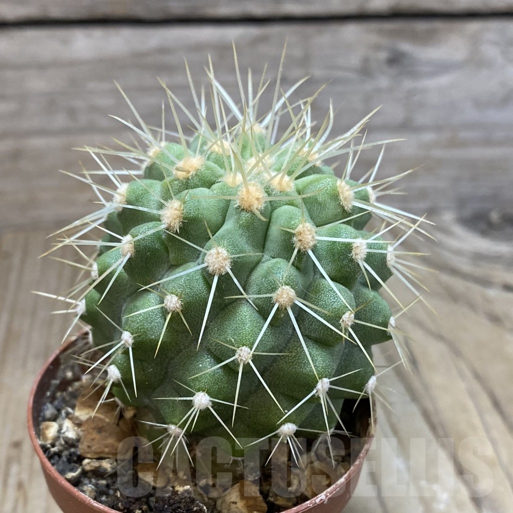 SH1113 Copiapoa haseltoniana GCG 15038, grafted - Image 2