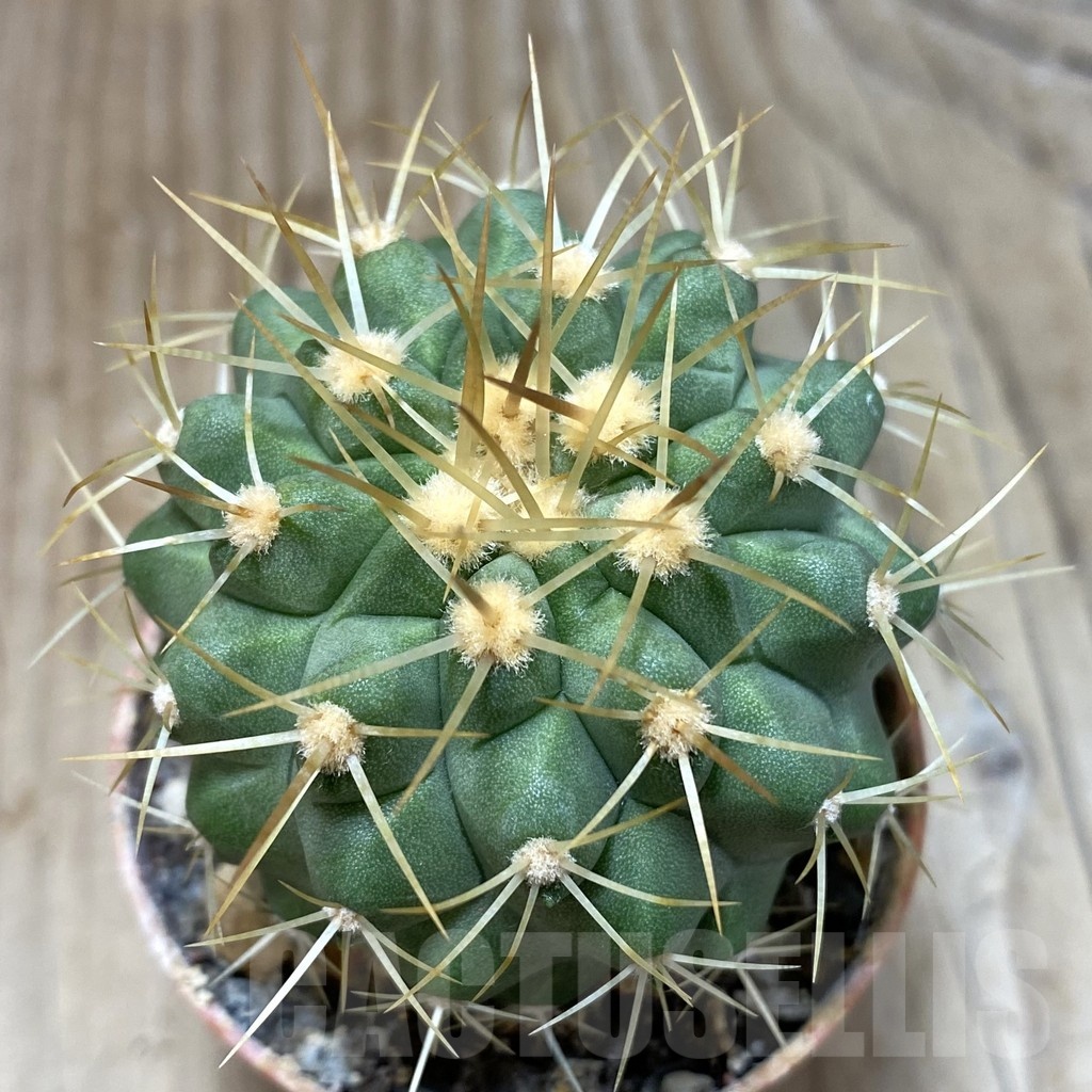 SH1136 Copiapoa haseltoniana GCG 15038, grafted