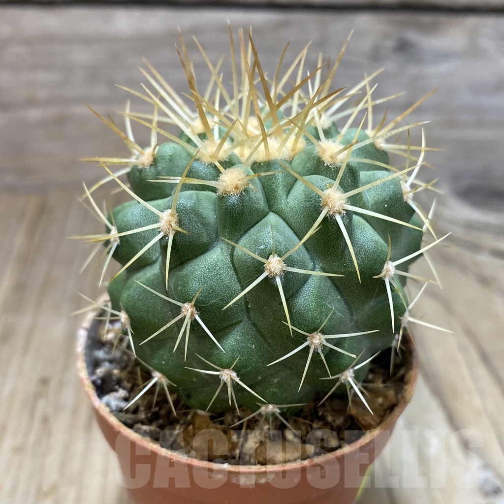 SH1136 Copiapoa haseltoniana GCG 15038, grafted - Image 2