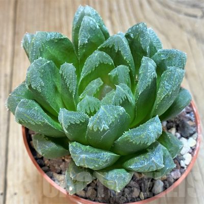 SH1158  Haworthia chevagri hybrid