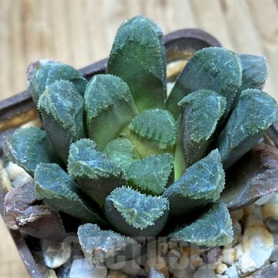 SH11588 Haworthia maughanii x schultiana x retusa