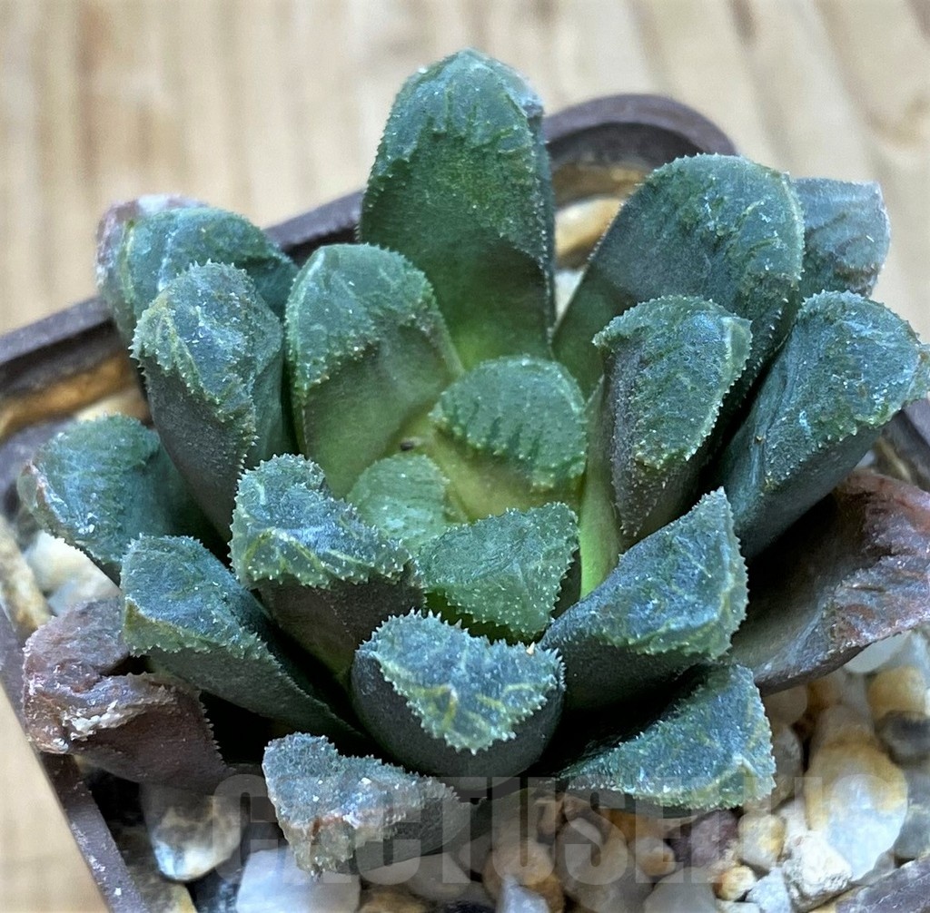 SH11588 Haworthia maughanii x schultiana x retusa