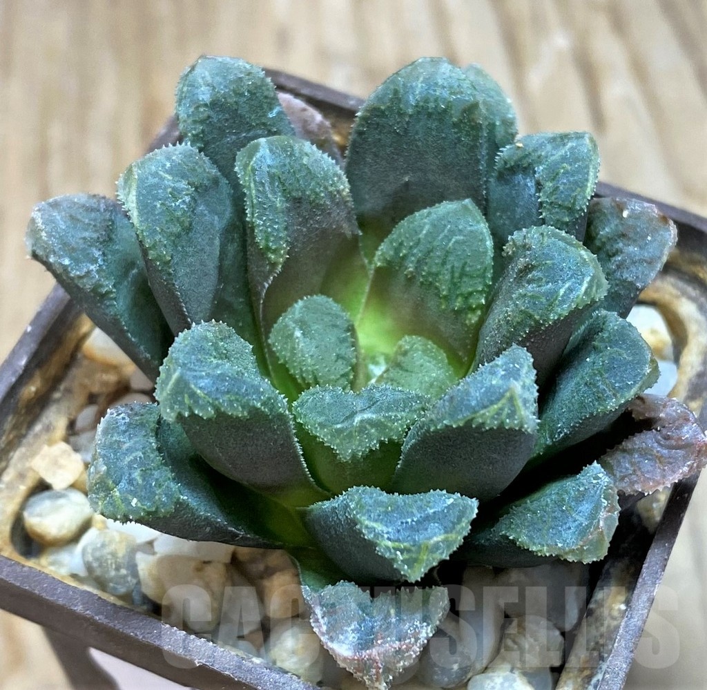 SH11588 Haworthia maughanii x schultiana x retusa - Image 2