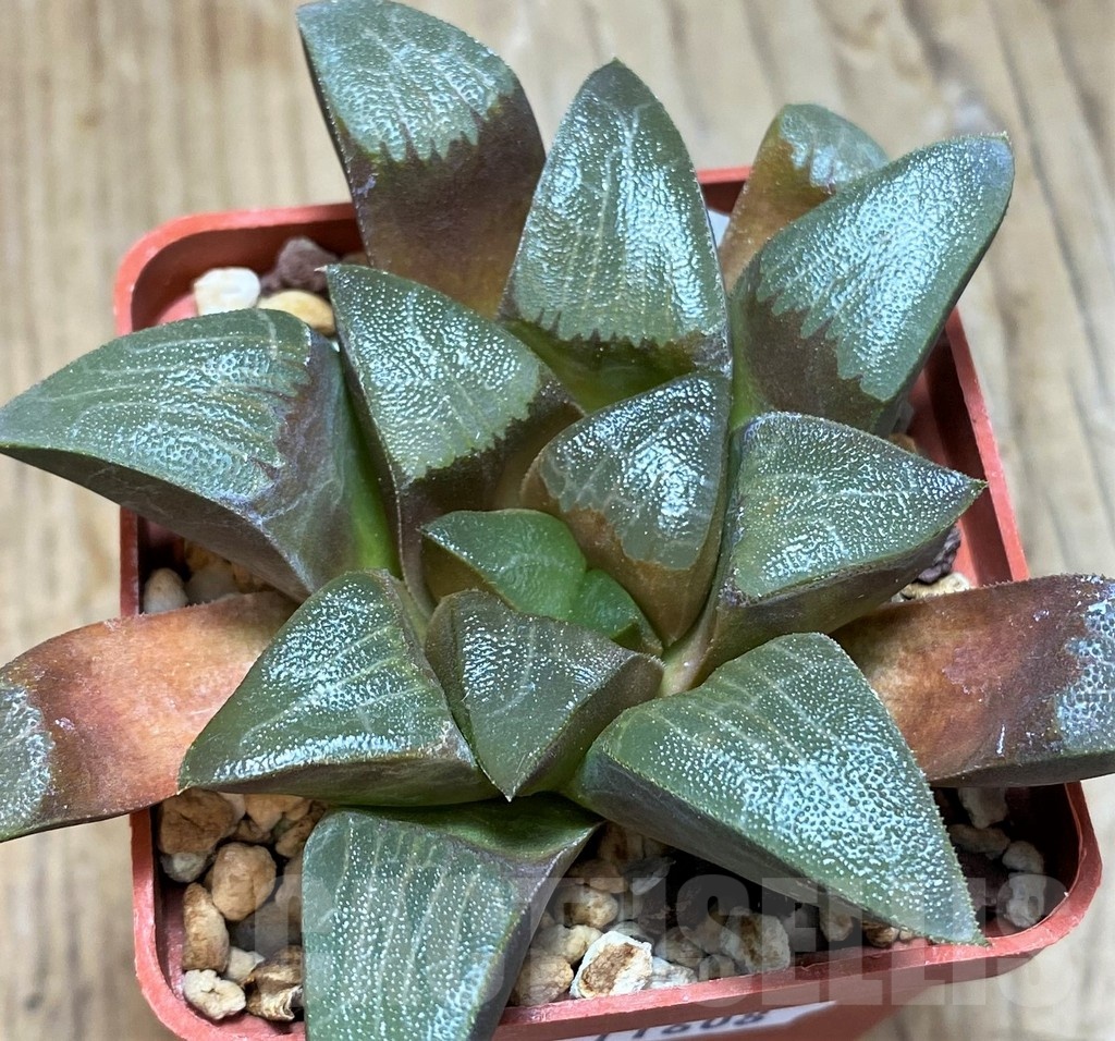 SH11608 Haworthia comptoniana x bayeri