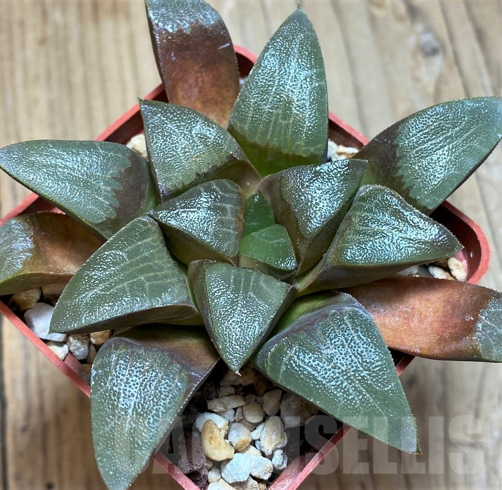 SH11608 Haworthia comptoniana x bayeri - Image 2
