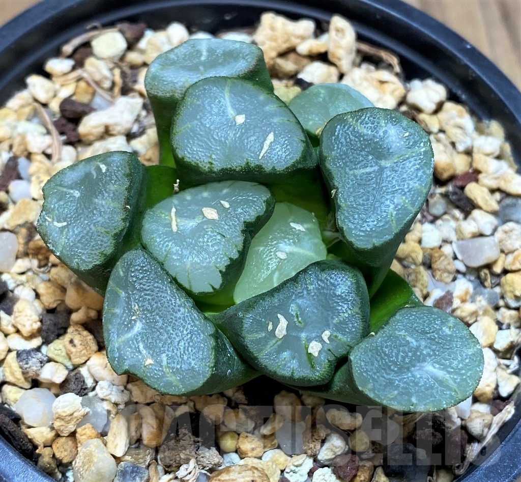 SH1161 Haworthia maughanii 'Yancheng Lake Vientiane'