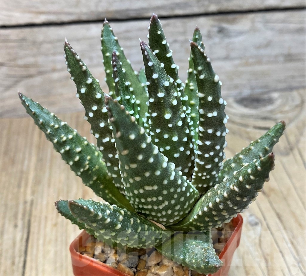 SH11611 Haworthia pumila - Image 2