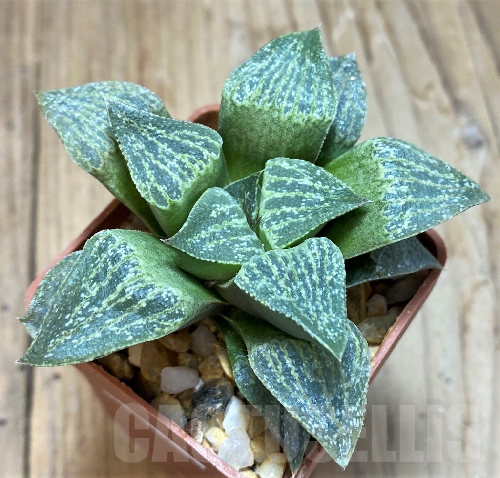 SH11615 Haworthia pygmaea v. argenteo-maculosa - Image 2
