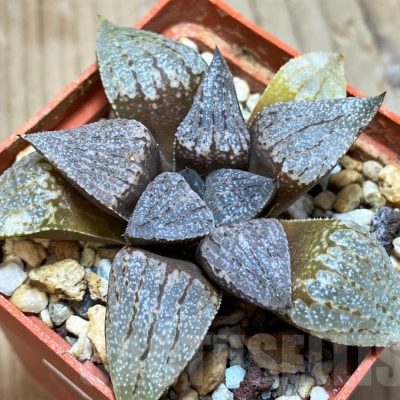 SH11626 Haworthia picta -Japan-