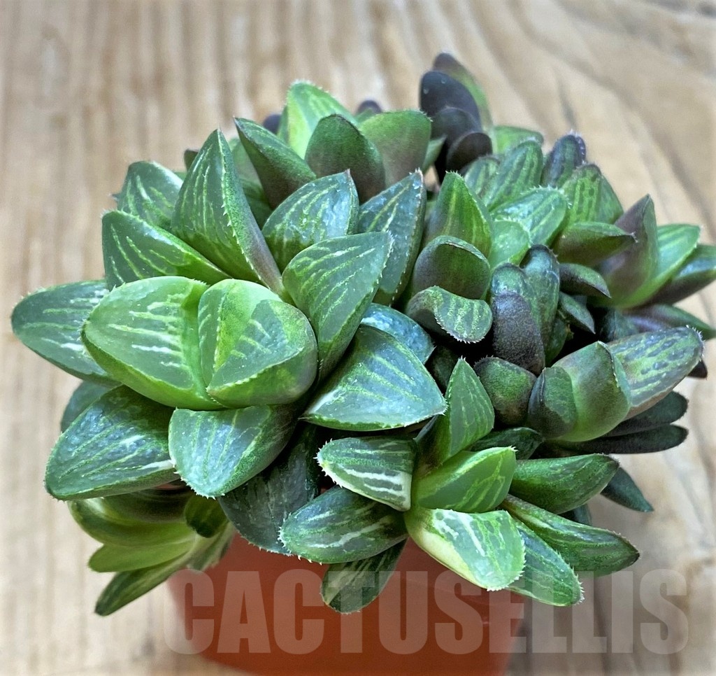 SH11633 Haworthia retusa f. variegata