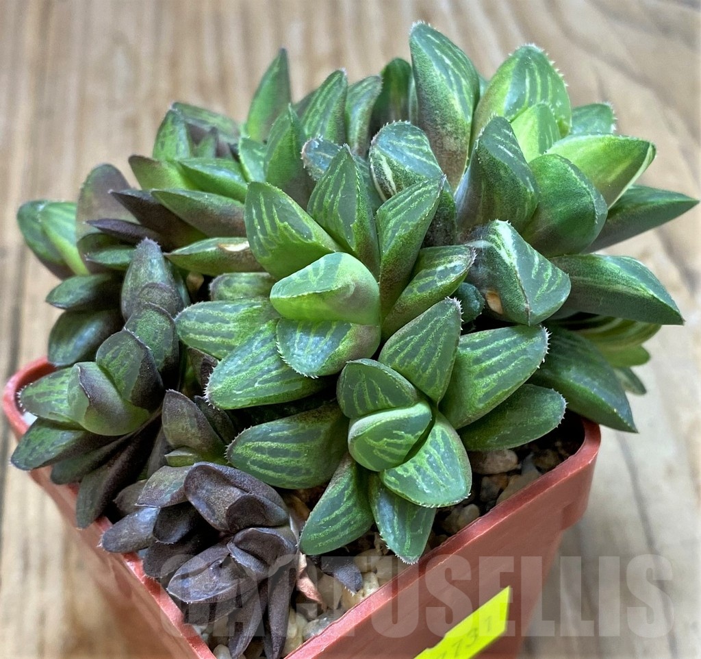 SH11633 Haworthia retusa f. variegata - Image 2