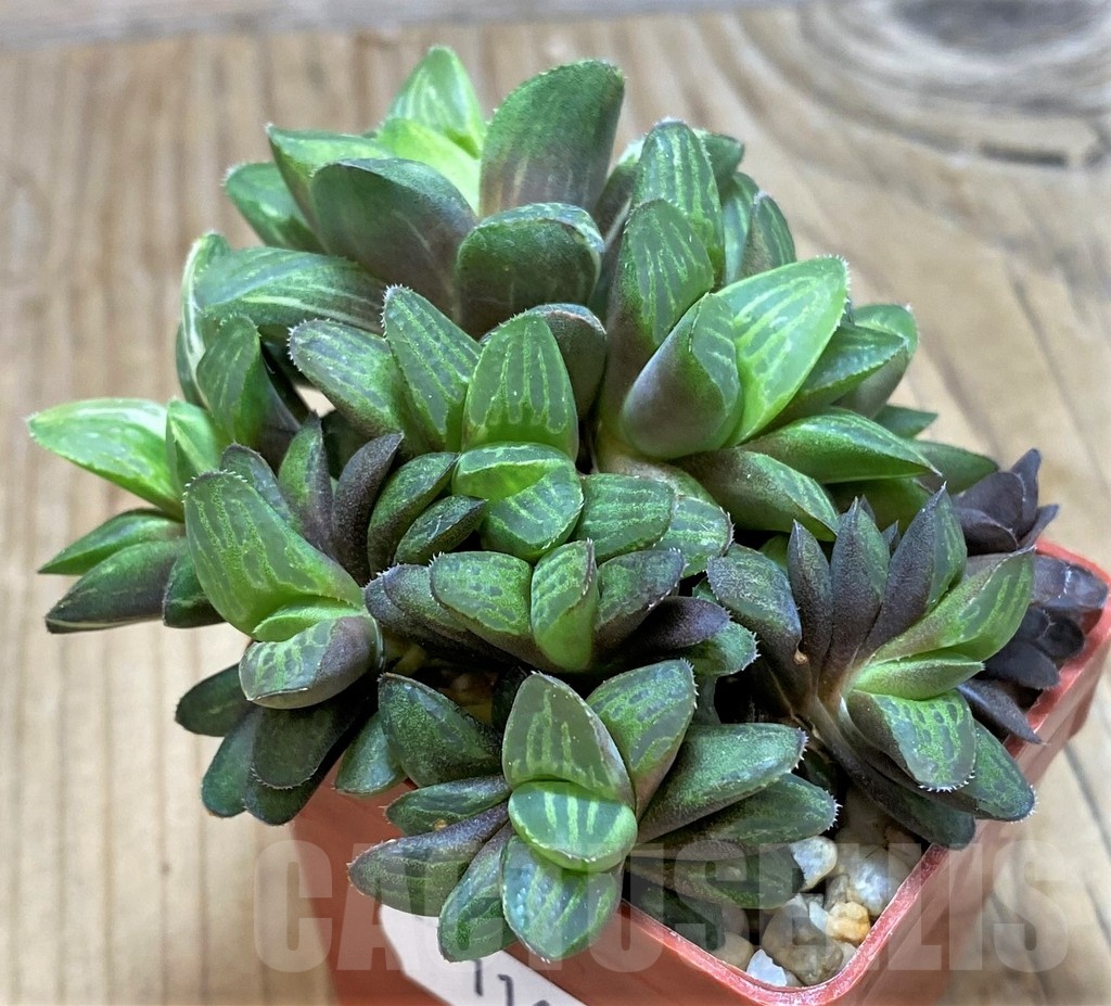 SH11633 Haworthia retusa f. variegata - Image 3