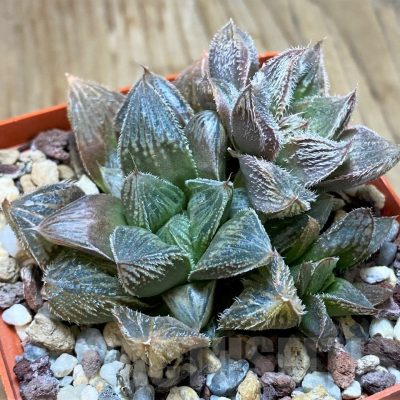 SH11648 Haworthia cooperi v. venusta hybrid