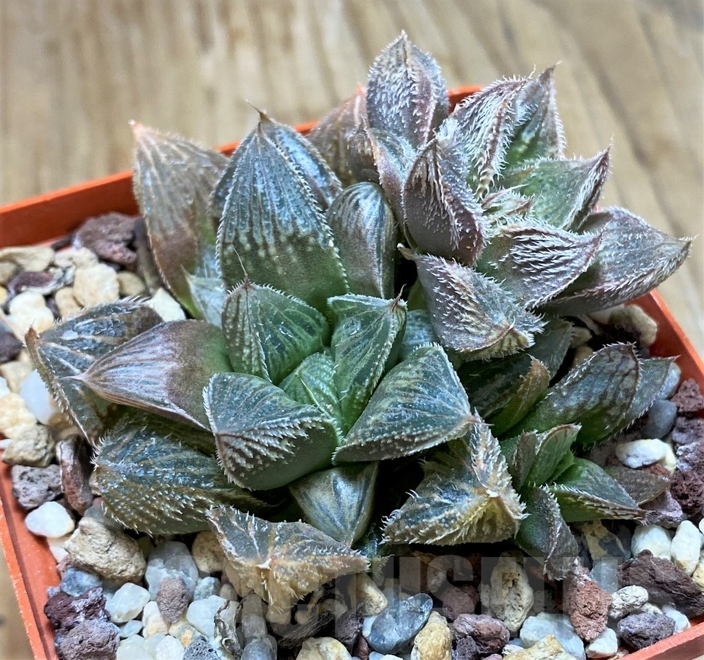 SH11648 Haworthia cooperi v. venusta hybrid
