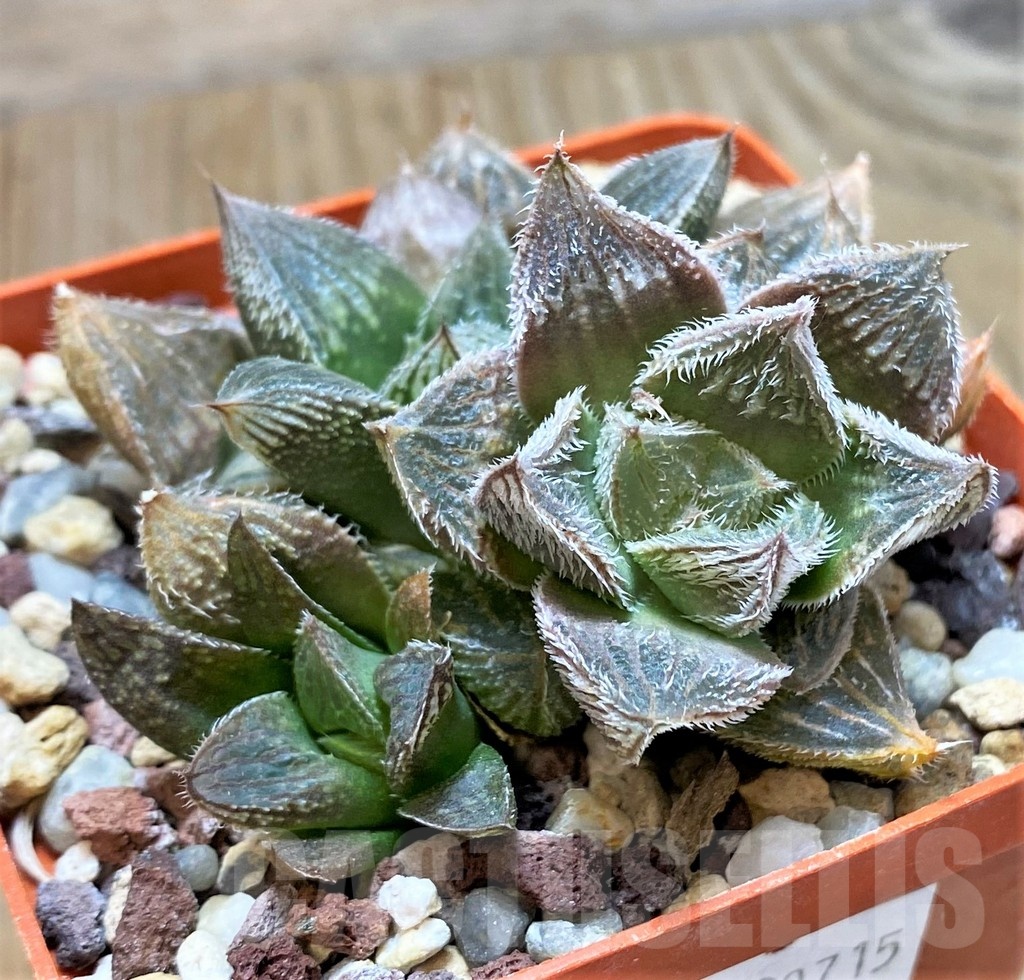 SH11648 Haworthia cooperi v. venusta hybrid - Image 2