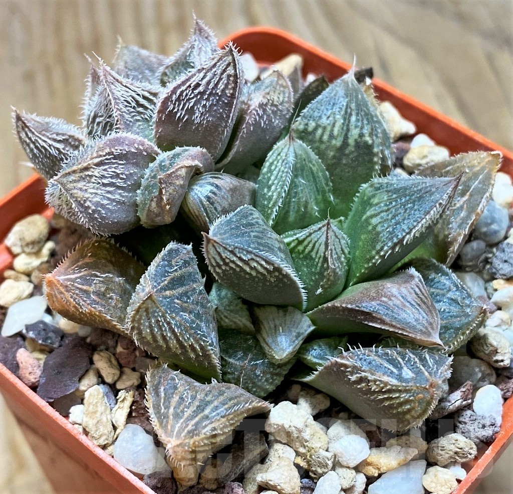 SH11648 Haworthia cooperi v. venusta hybrid - Image 3