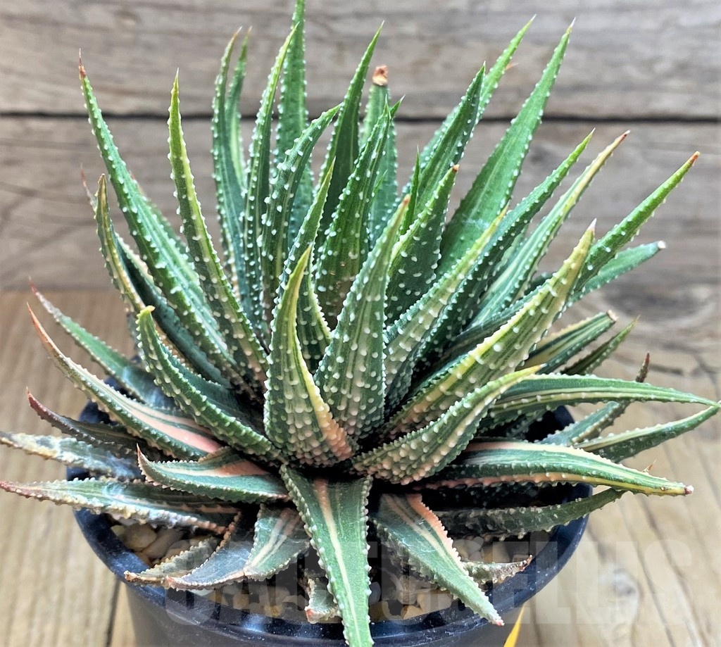 SH1169 Haworthia pumila f. variegata