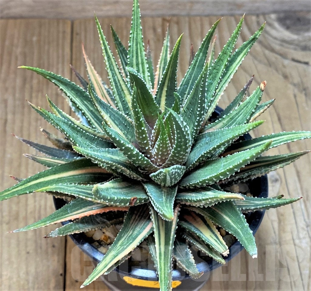 SH1169 Haworthia pumila f. variegata - Image 2