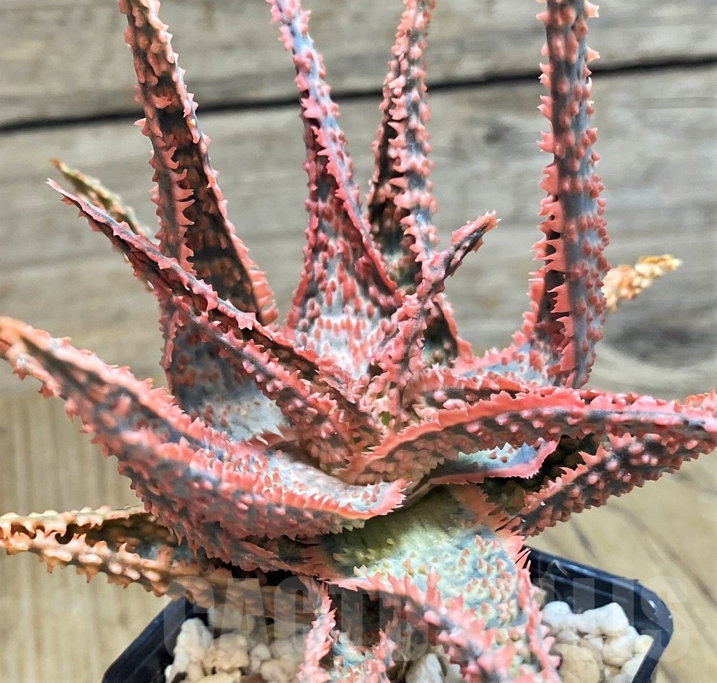 SH1172 Aloe TCT hybrid