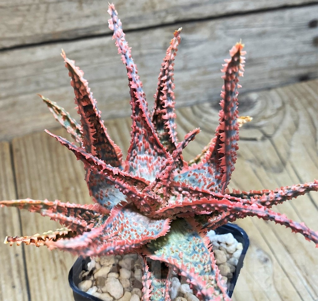 SH1172 Aloe TCT hybrid - Image 2