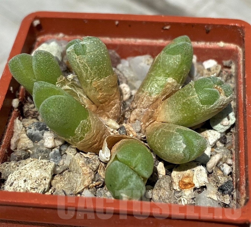 SH11795 Conophytum hians TSG 634