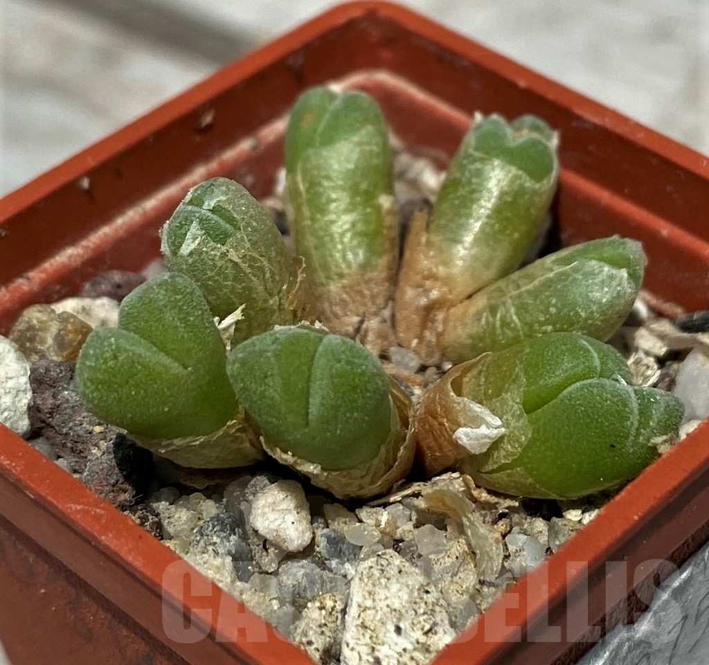 SH11795 Conophytum hians TSG 634 - Image 2