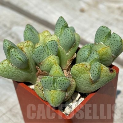 SH11796 Conophytum ernianum